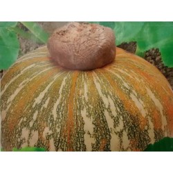 Semillas de Calabaza Pipian ST