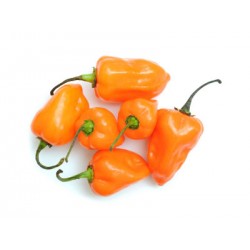 Semillas de Chile Habanero...