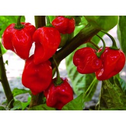 Semillas de Chile Habanero...