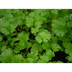 Semillas de Cilantro Lider