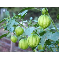 Semillas de Tomate Verde