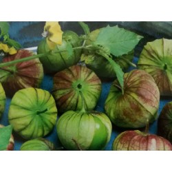 Semillas de Tomatillo Verde ST