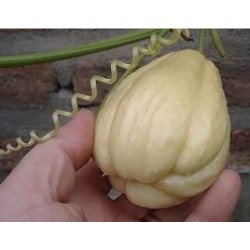 Chayote Blanco Comestible O...